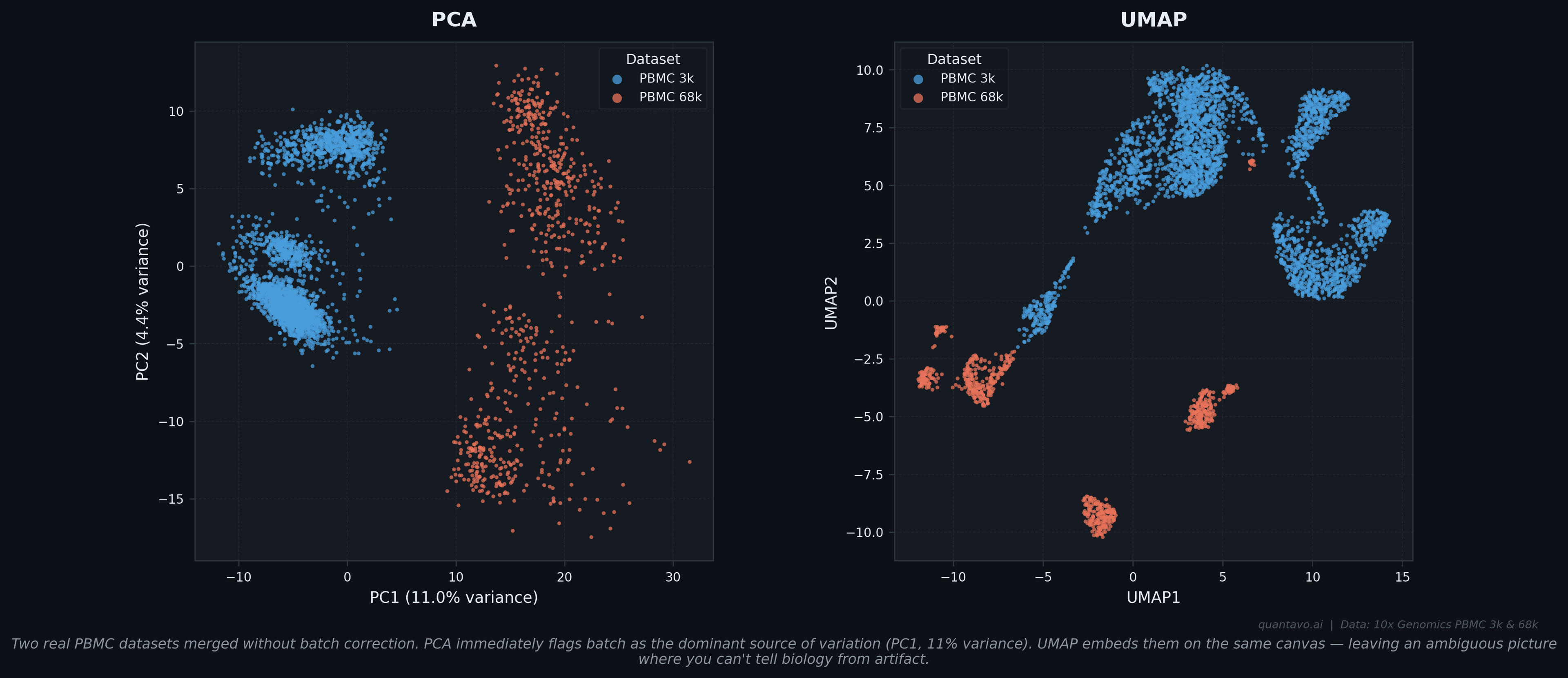 Side-by-side PCA and UMAP plots of two real PBMC datasets merged without batch correction. PCA (left) cleanly separates the two batches on PC1, which explains 11% of variance. UMAP (right) embeds both datasets on the same canvas, making it impossible to distinguish biological structure from batch artifact.